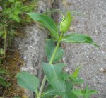 Valeriana